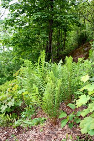 Woodlandhagen bregnene har akkurat rullet seg ut. Foto: Camilla Hesby Johnsen